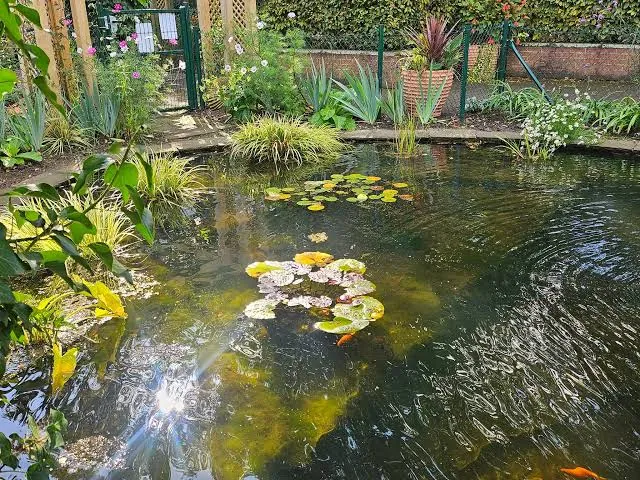 Garden pond with water lilies, fish and ornamental grasses beside paved edging by pond installers in Lincolnshire