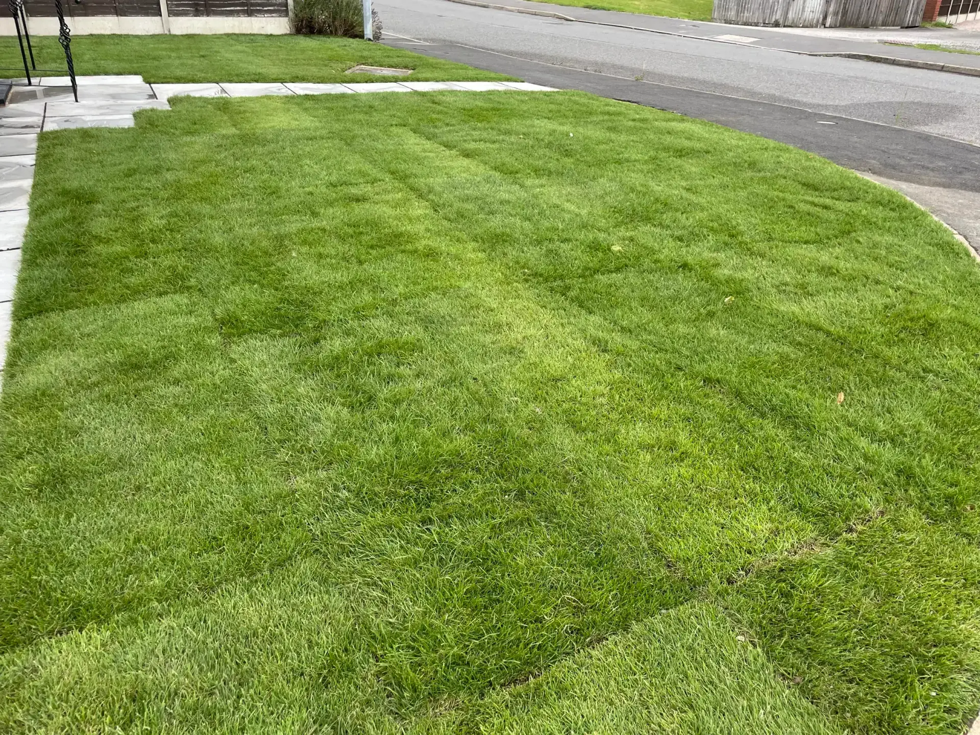 Close view of new lawn turf with the roll joints still showing, cut to a curve along a paved path